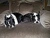 Pet pics on Petsugar 2008-09-17 08:00:44
