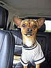 Pet Pics on Petsugar 2008-09-18 08:00:41