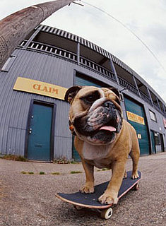 Does Your Pet Have a Talent?