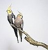 Guess What Bird?