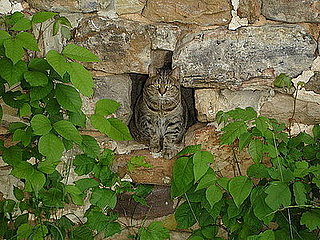 Pet pics on Petsugar 2008-09-23 08:00:07