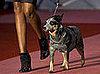 PetSugar Weekly Recap Quiz 2008-09-27 07:00:13