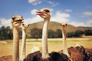 Ostrich Facts
