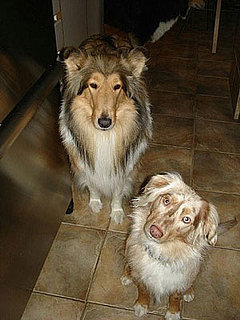 Pet Pics on Petsugar 2008-09-26 08:00:03