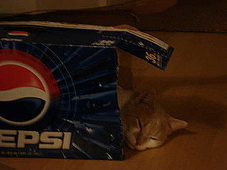 Pet Pics on Petsugar 2008-10-03 08:00:48