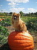 Pet Pics on Petsugar 2008-10-07 07:00:19