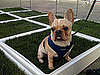 Porch Potty at Worldwide Fido Awards