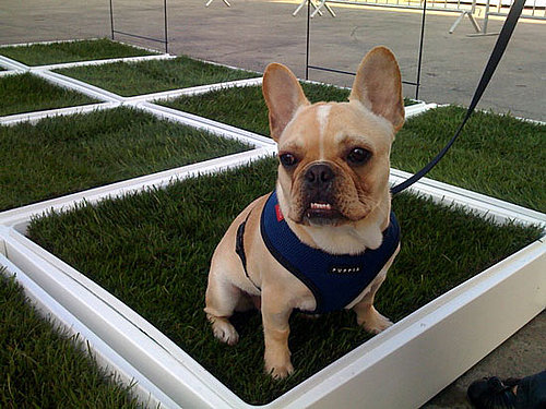 Porch Potty at Worldwide Fido Awards