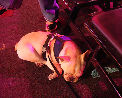 Rehearsal Nap Rehearsal Nap