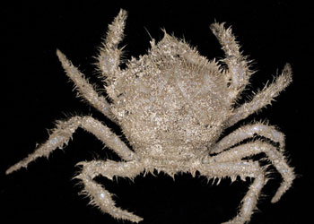 274 New Species Found off Tasmanian Coast 274 New Species Found off Tasmanian Coast