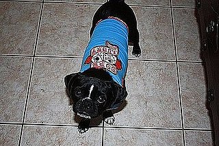 Pet Pics on Petsugar 2008-10-20 08:00:03