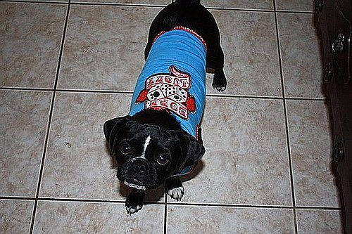 Pet Pics on Petsugar 2008-10-20 08:00:03