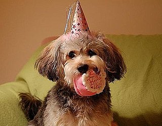 Pet Pics on Petsugar 2008-10-16 07:00:34