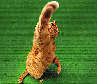 PetSugar Weekly Recap Quiz 2008-10-18 11:00:27