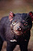 Creature Feature: Tasmanian Devil