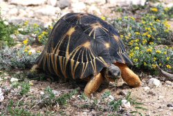 The Radiated Tortoise The Radiated Tortoise
