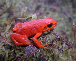 The Black-eared Mantella The Black-eared Mantella