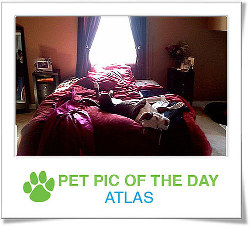 Pet Pics on Petsugar 2008-10-24 07:00:15