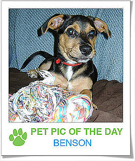 Pet Pics on Petsugar 2008-10-22 07:00:23