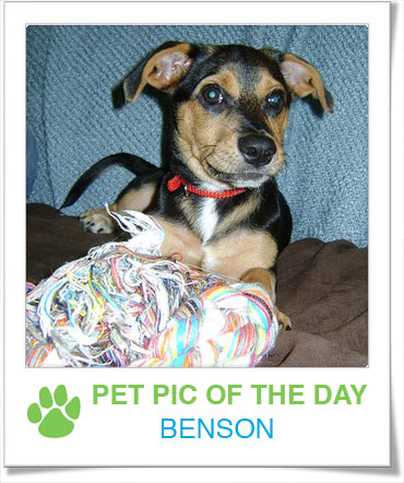 Pet Pics on Petsugar 2008-10-22 07:00:23