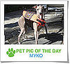 Pet Pics on PetSugar 2008-10-21 08:00:14