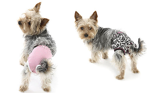 Dog Model Dog Panties