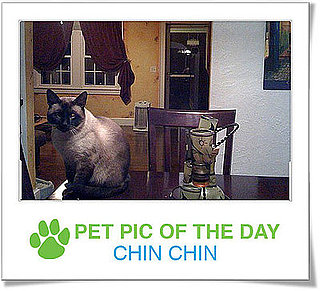 Pet Pics on Petsugar 2008-10-29 07:00:12