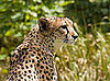 Can You Tell the Difference Between a Cheetah and a Leopard?