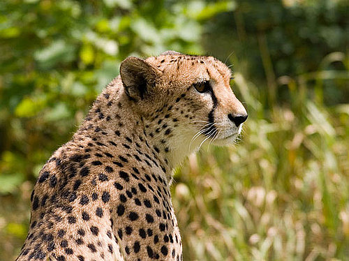 Can You Tell the Difference Between a Cheetah and a Leopard?