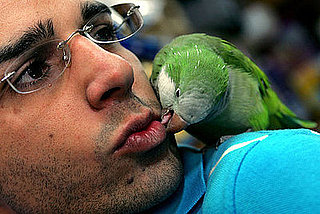 PetSugar Weekly Recap Quiz 2008-11-01 07:00:10