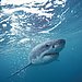 Sharks