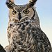 Horned Owl 