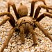 Tarantula
