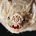Vampire Bat