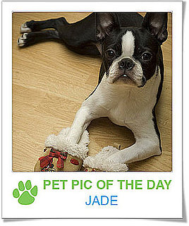Pet Pics on Petsugar 2008-11-06 08:00:16