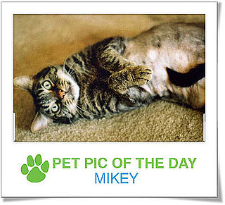 Pet Pics on Petsugar 2008-11-10 09:30:34