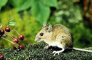 Can You Tell the Difference Between a Mouse and a Hamster?