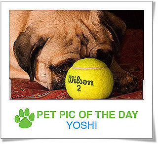 Pet Pics on Petsugar 2008-11-05 08:00:43