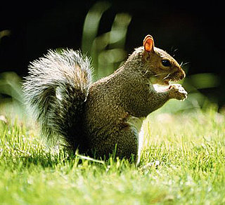 Creature Feature: Squirrel