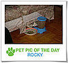 Pet Pics on PetSugar 2008-11-11 09:30:33