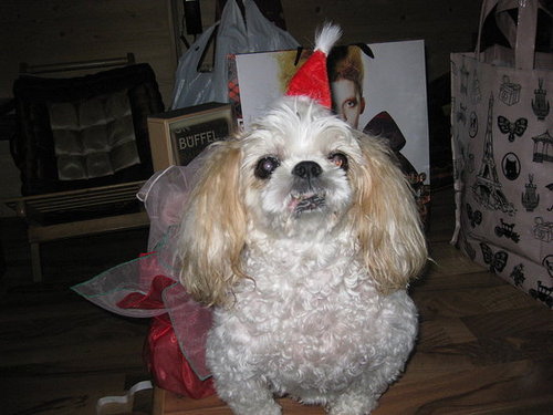 Santa Dog