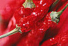 Do You Like Hot and Spicy Foods?