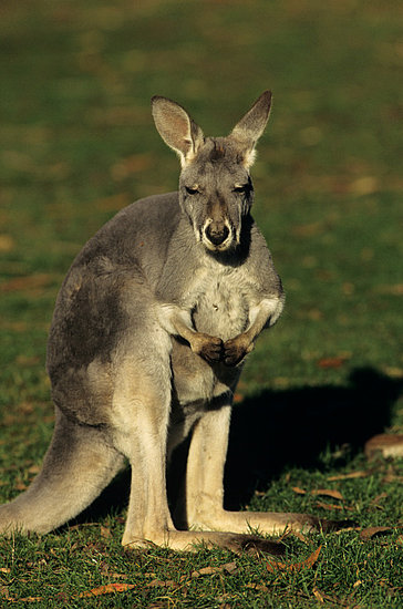 India and Australia Solve Food and Planet Woes With Dinner India and Australia Solve Food and Planet Woes With Dinner