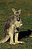 India and Australia Solve Food and Planet Woes With Dinner