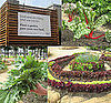 Harvesting San Francisco's Victory Garden