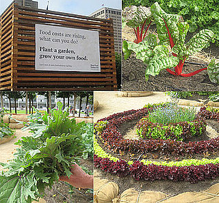 Harvesting San Francisco's Victory Garden