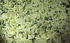 The Amazing Rice: Cilantro-Lime Rice