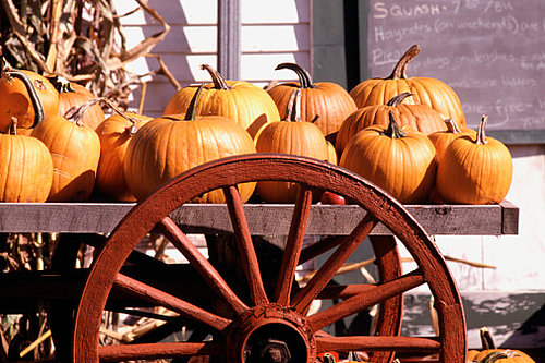 Come Party With Me: Pumpkin Patch Picnic — The Look