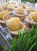Tasting the Tasting Tent 