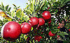 What Would You Make? Apples